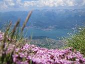 30 Fiori e lago
